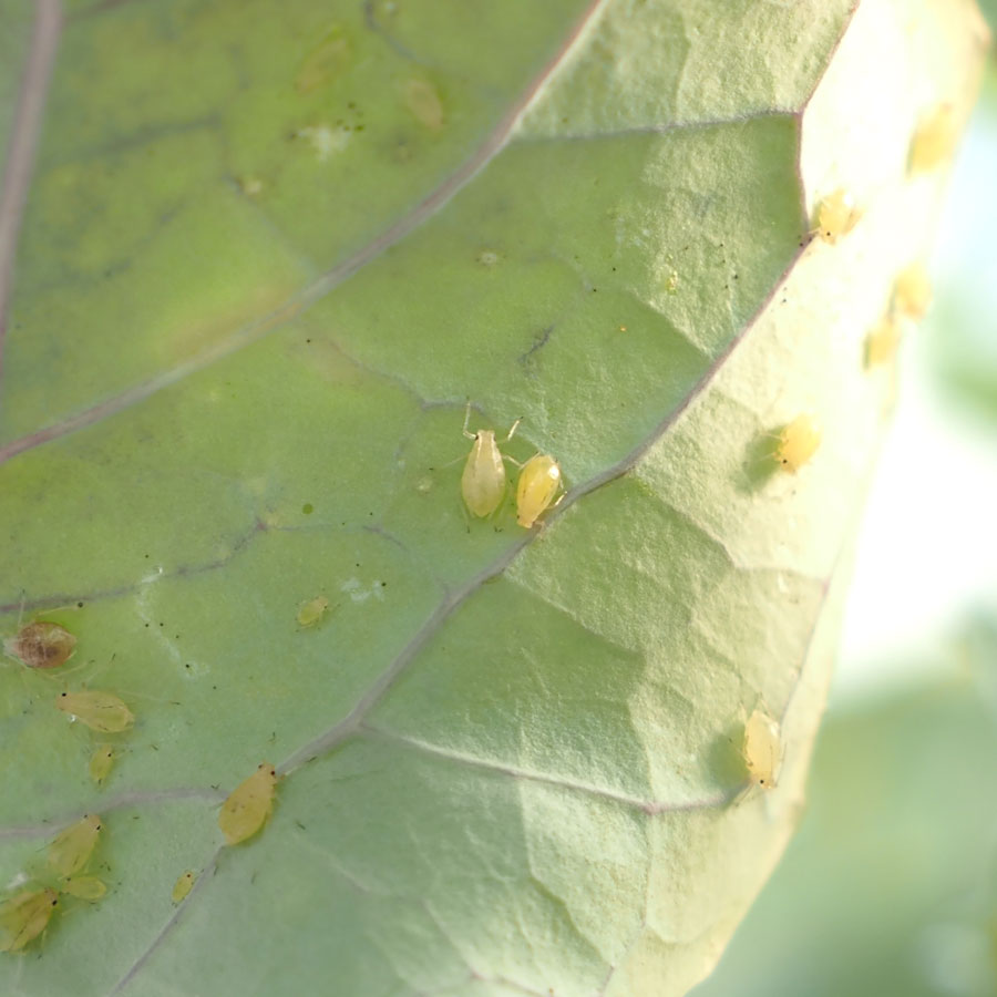 アブラムシ類　葉裏に黄緑色～赤色の小さな虫が散見される