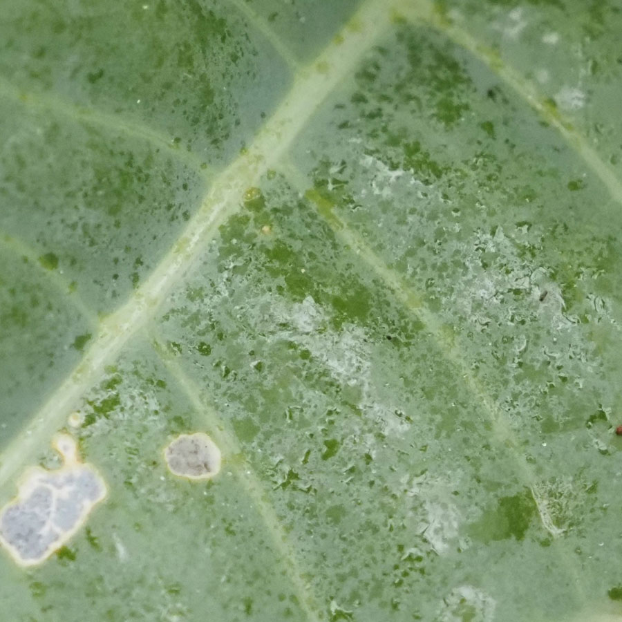アブラムシ類　下葉の表面に濡れたようなべとつくものが見られ、その上位の葉裏にアブラムシの集団が確認される