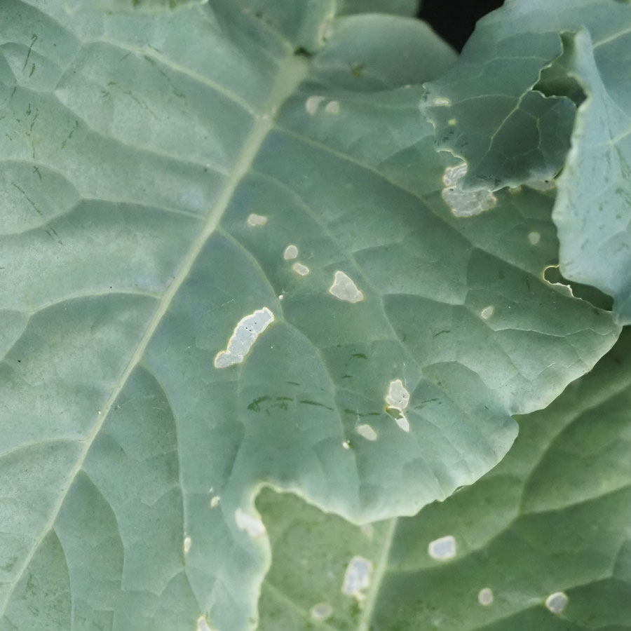 コナガ　表皮1枚残した白っぽい食害痕が確認される