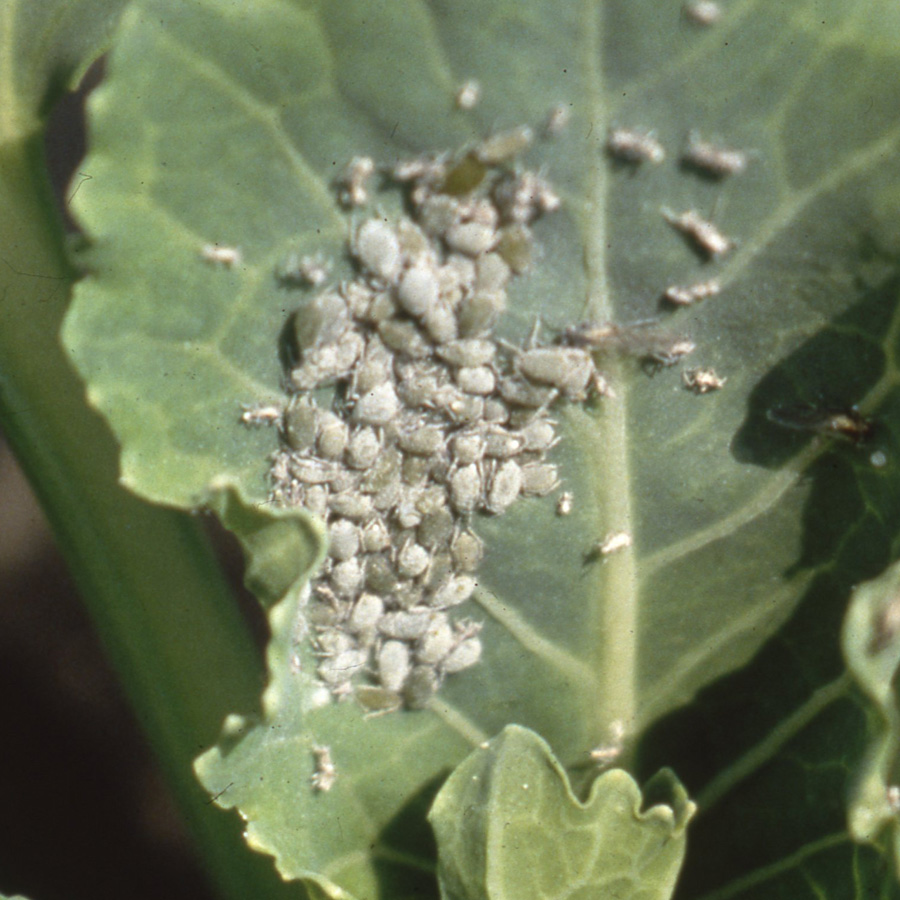 アブラムシ類　葉に白く粉を吹いたアブラムシが密生し、巣の部分の葉が湾曲し、葉色が抜けている