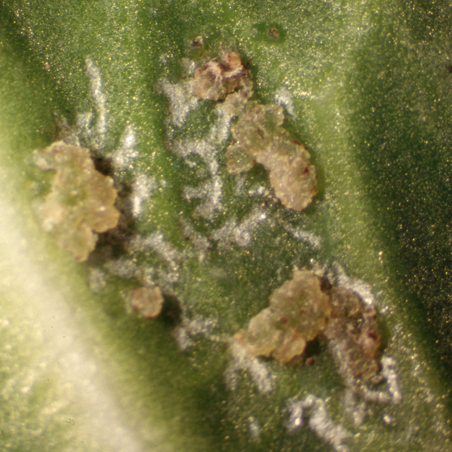 アザミウマ類　結球内部の葉にカルス形成が見られる