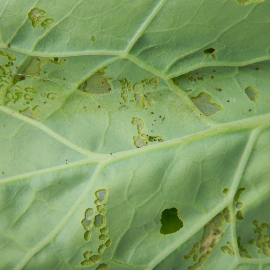 コナガ　葉裏から表皮1枚残した状態で加害された小さな食害痕が見られる。