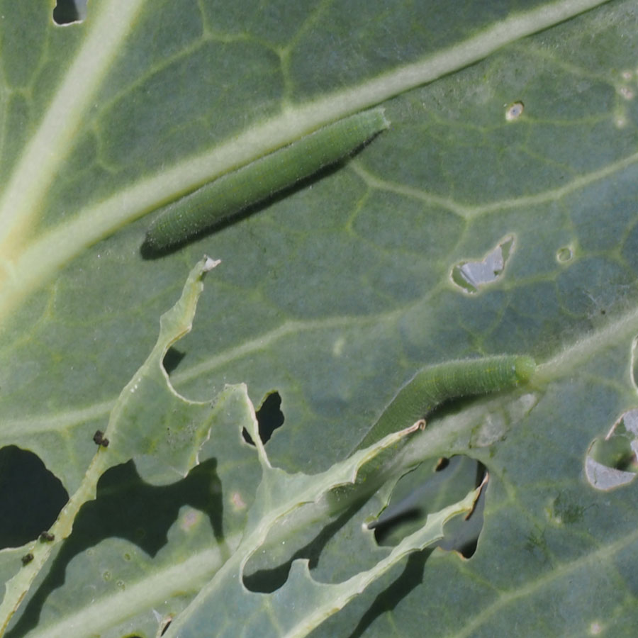 アオムシ　葉に大きな食害痕が見られ、緑色の大きな幼虫が見られる。