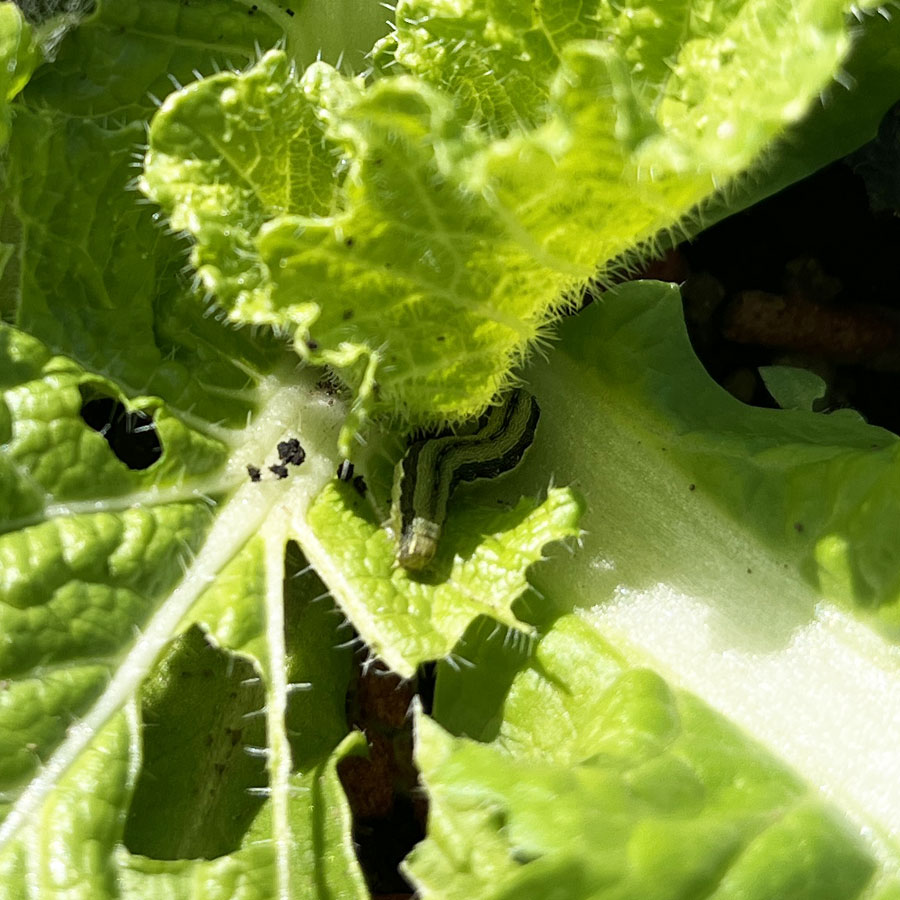 シロイチモジヨトウ　外葉形成期に葉を食害され、大きな穴が開く。成長点を食害されると欠株になる