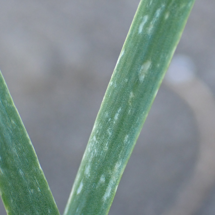 アザミウマ類　葉にかすり状の白斑が見られる