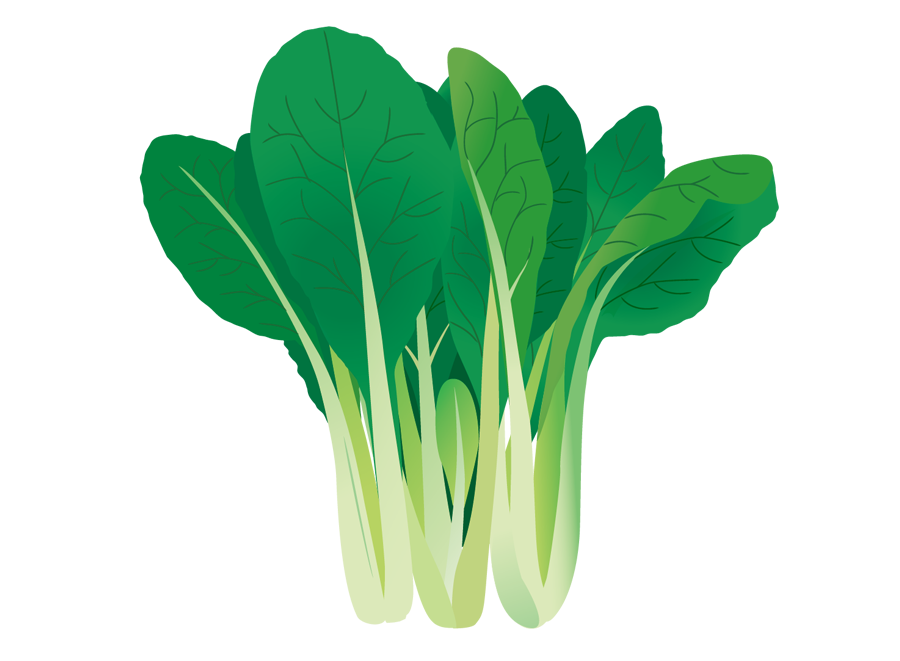 こまつなのイラスト