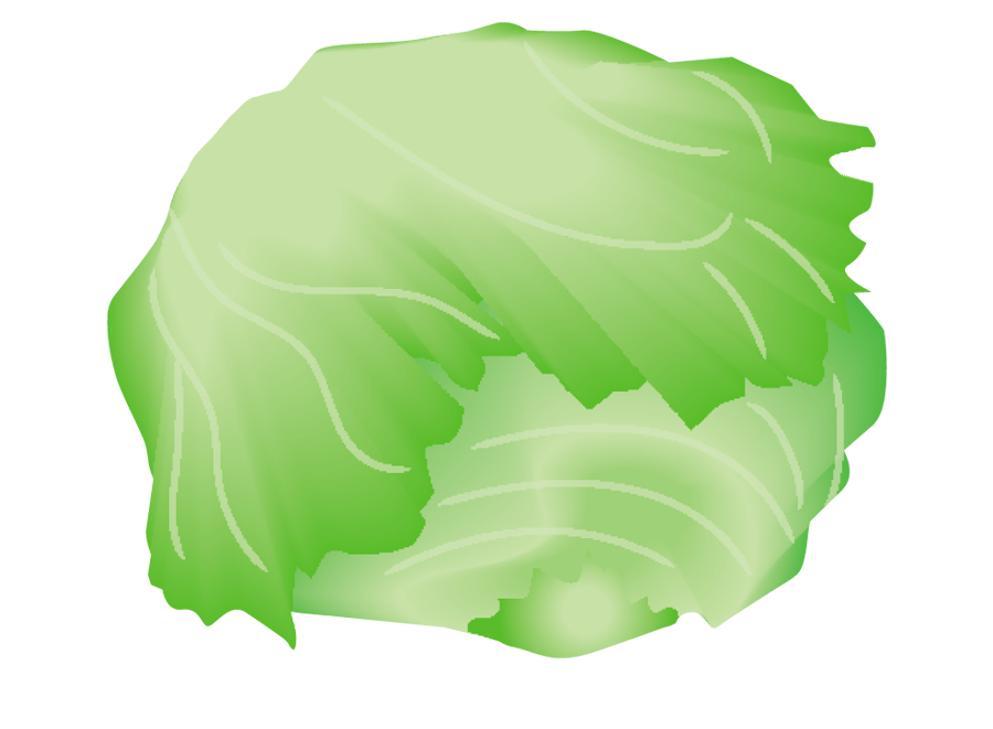 レタスのイラスト