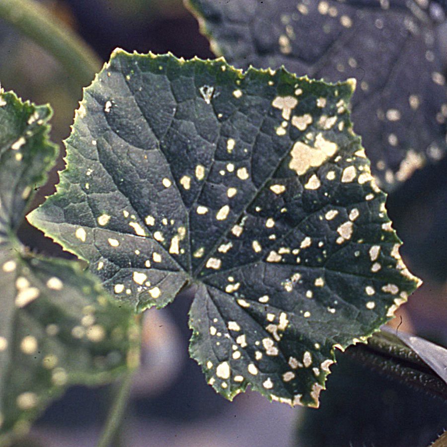 アザミウマ類　葉脈で囲まれた部分に白斑がある。白斑部分の葉裏に小さな虫がいる