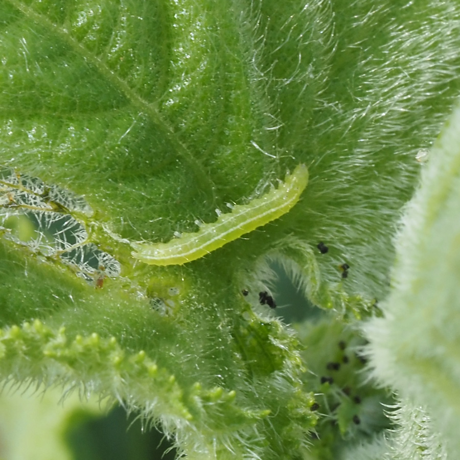 ウリノメイガ　成長点の先端に食害跡が見られる