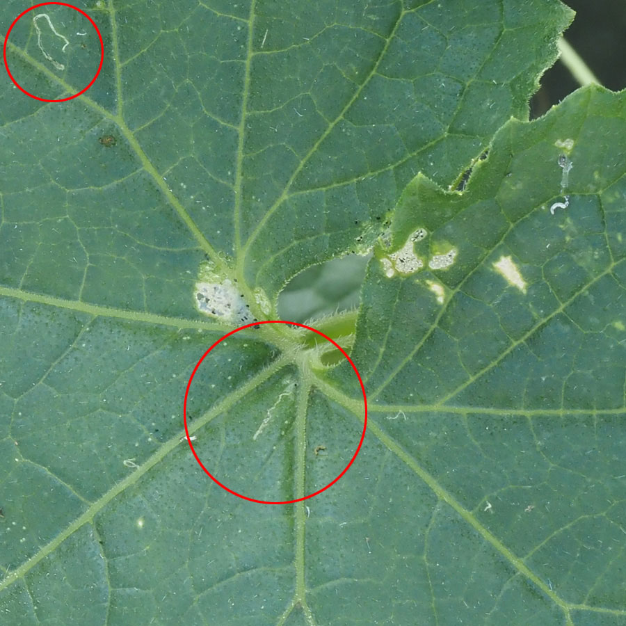 ハモグリバエ類　初期症状として葉に白く細い筋が不規則に伸びる