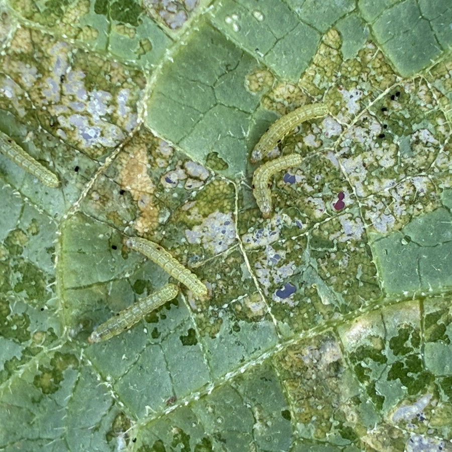 ハスモンヨトウ　一部の葉の葉裏に多数の小さな幼虫がいて、葉を集団で食害している