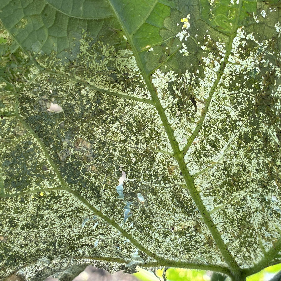 ハスモンヨトウ　一部の葉の葉裏に多数の小さな幼虫がいて、葉を集団で食害している