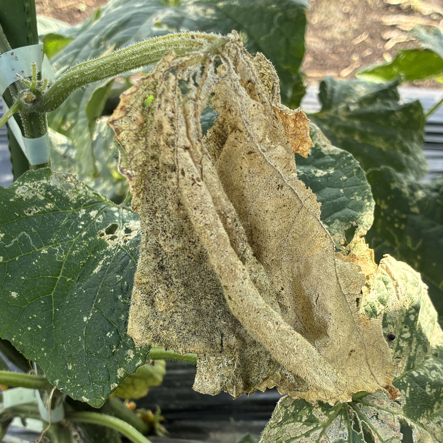 ハスモンヨトウ　一部の葉が食害により枯死し、周辺の葉に食害が広がっている