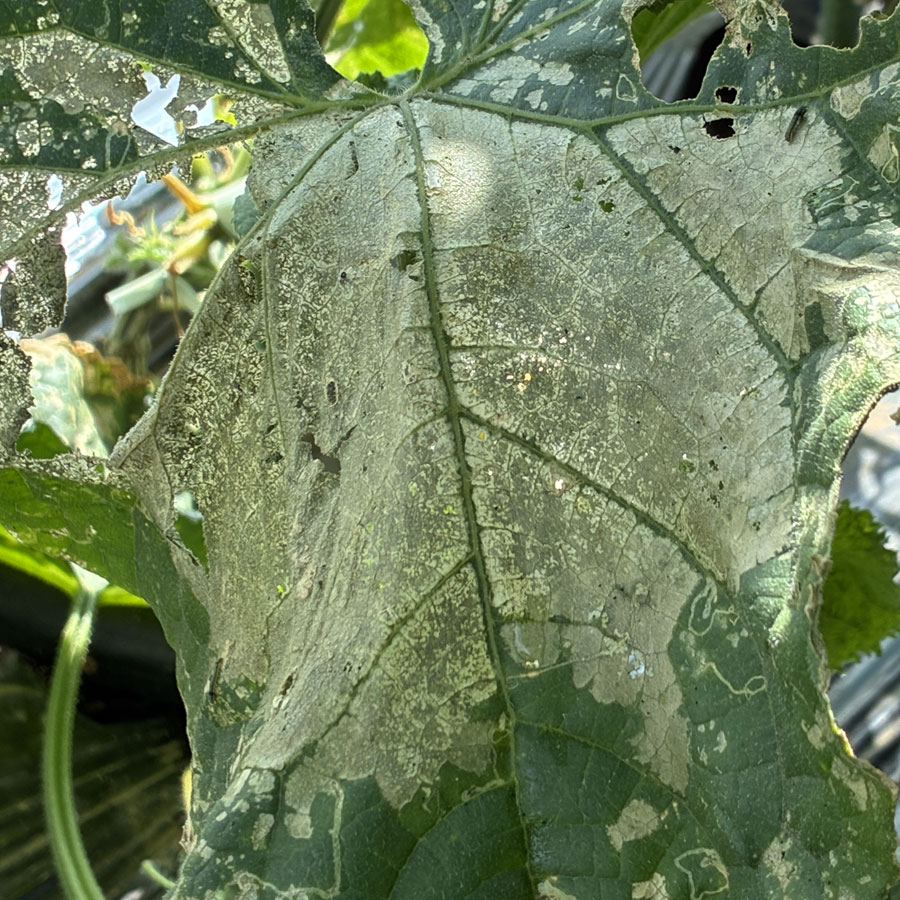 ハスモンヨトウ　集団による食害で、葉が表皮一枚残した状態で白化している