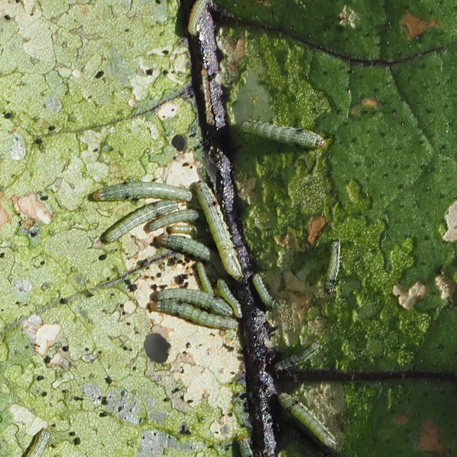 ハスモンヨトウ　若齢幼虫が集団で表皮1枚残した状態で食害している