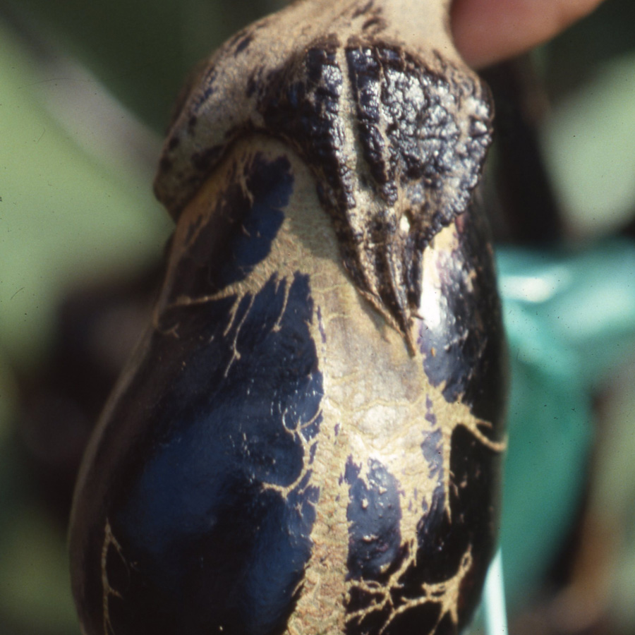 アザミウマ類　果実の表面が色が抜けてガサガサになっている