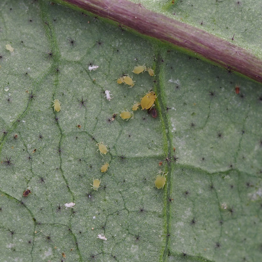 アブラムシ　葉裏に成虫、若虫の混ざった集団が見られる