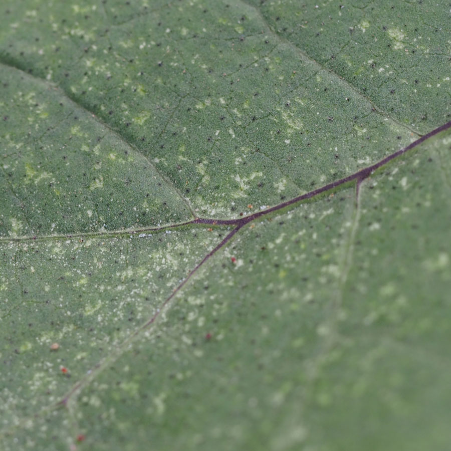 ハダニ　葉にかすり状の小さな点が見られる