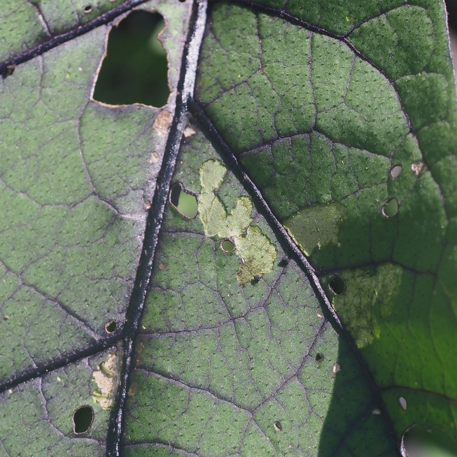 ハスモンヨトウ（若齢）　表皮1枚を残して食害される