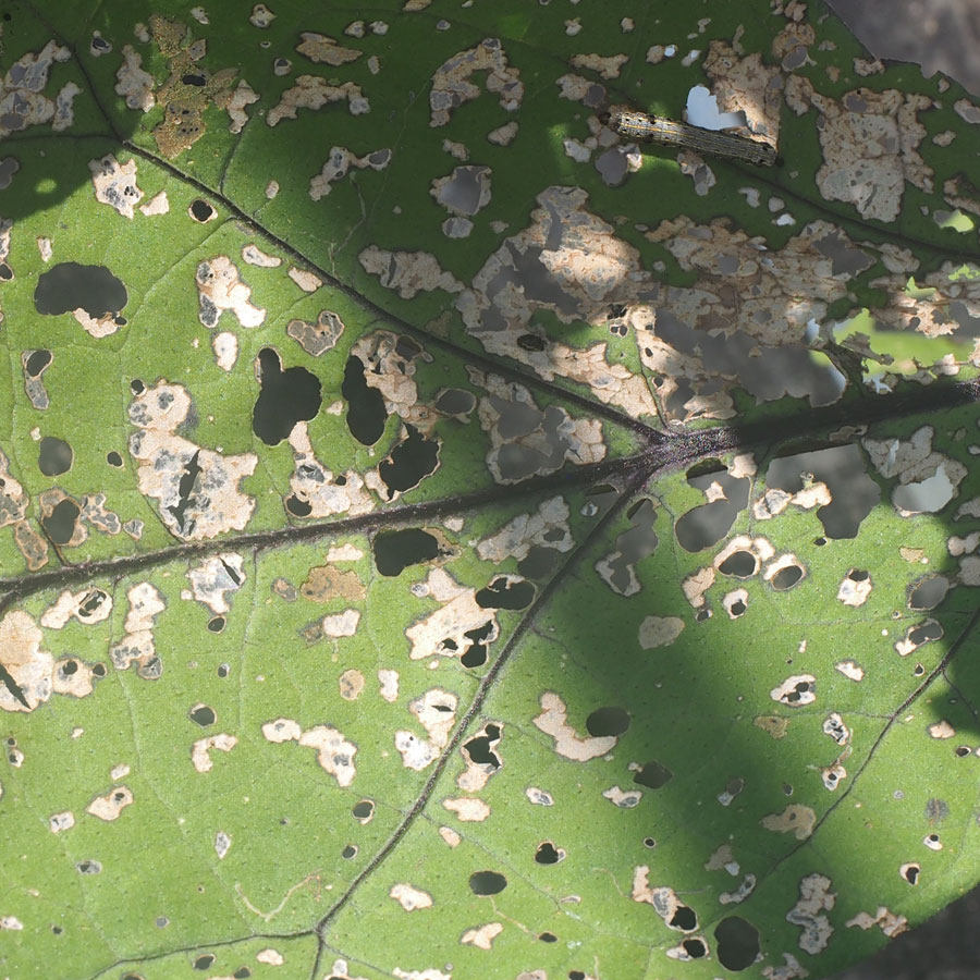 ハスモンヨトウ（若齢集団）　表皮1枚残した食害痕が多数見られる