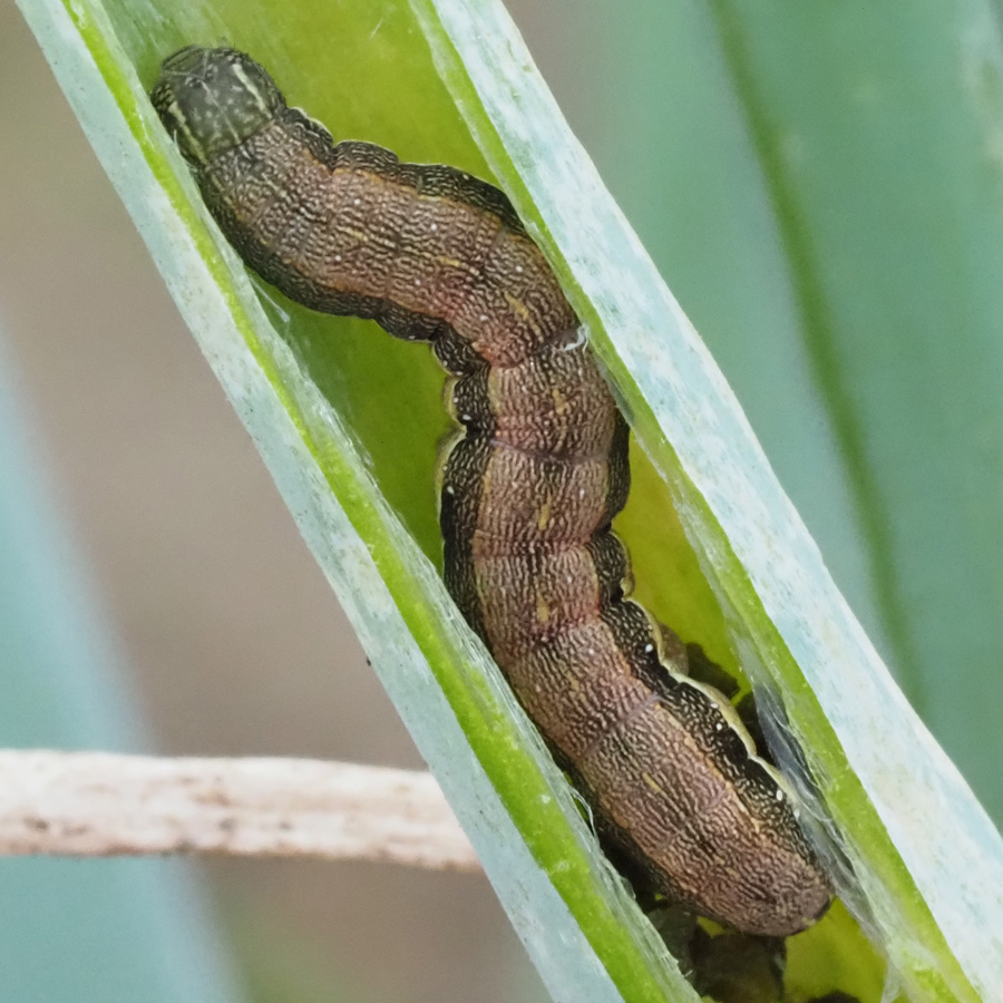 シロイチモジヨトウ　葉の内部に幼虫が見られる