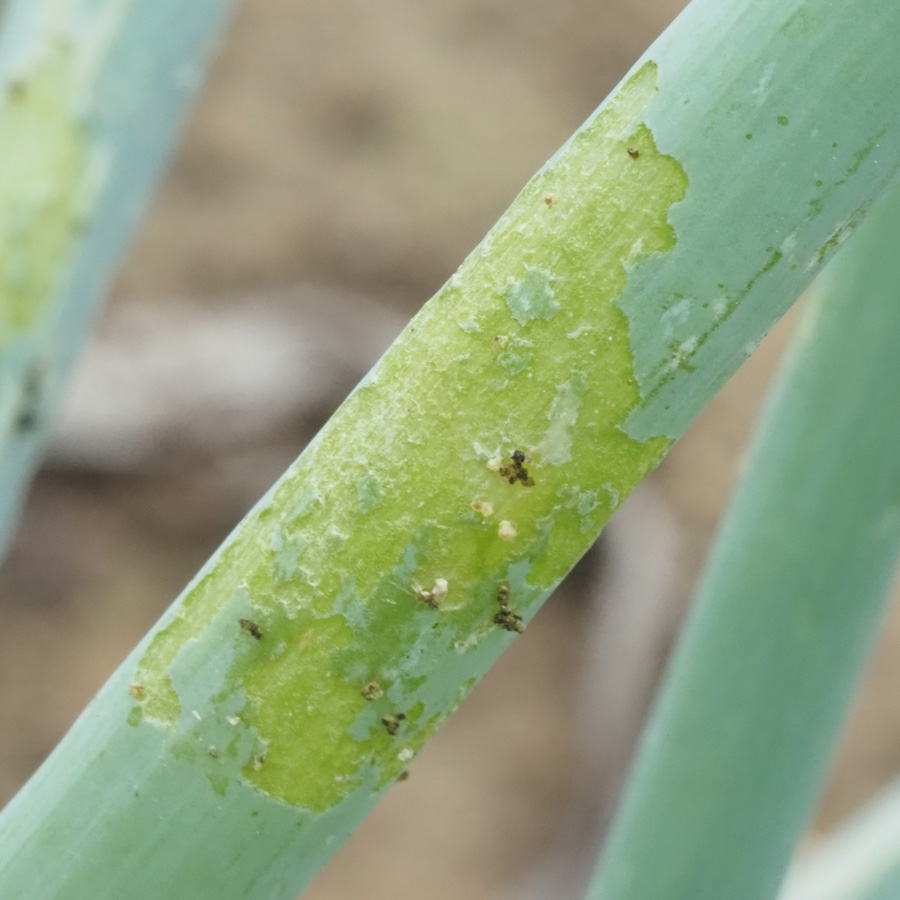 シロイチモジヨトウ　葉の薄皮1枚残した食害痕がある