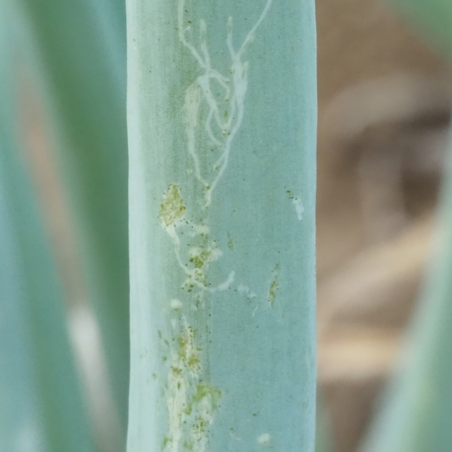 ハモグリバエ類　初期症状として葉に白く細い筋が不規則に伸びる