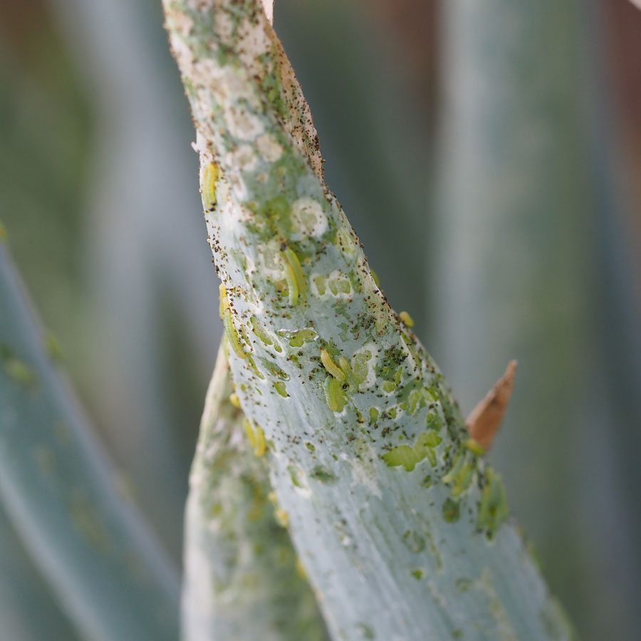 シロイチモジヨトウ　葉の表面に若齢幼虫の集団が見られる