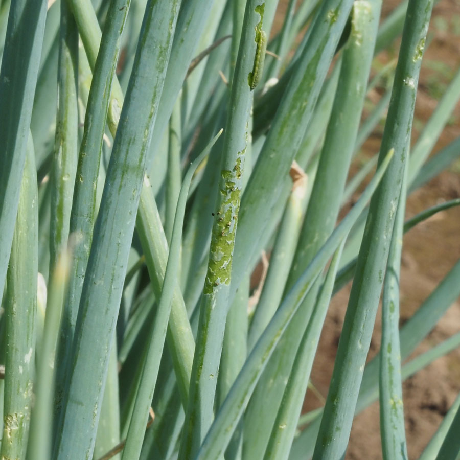 シロイチモジヨトウ　葉の薄皮1枚残した食害痕がある