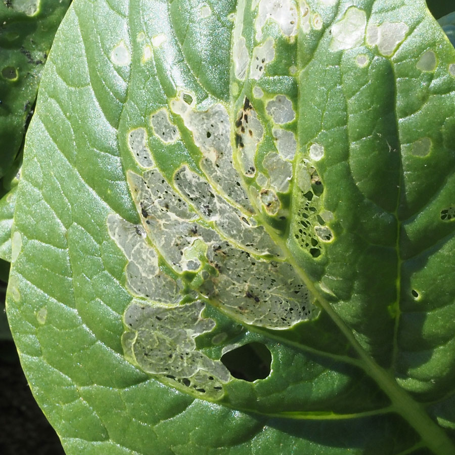 シロイチモジヨトウ　表皮1枚残した状態の食害痕が散見される