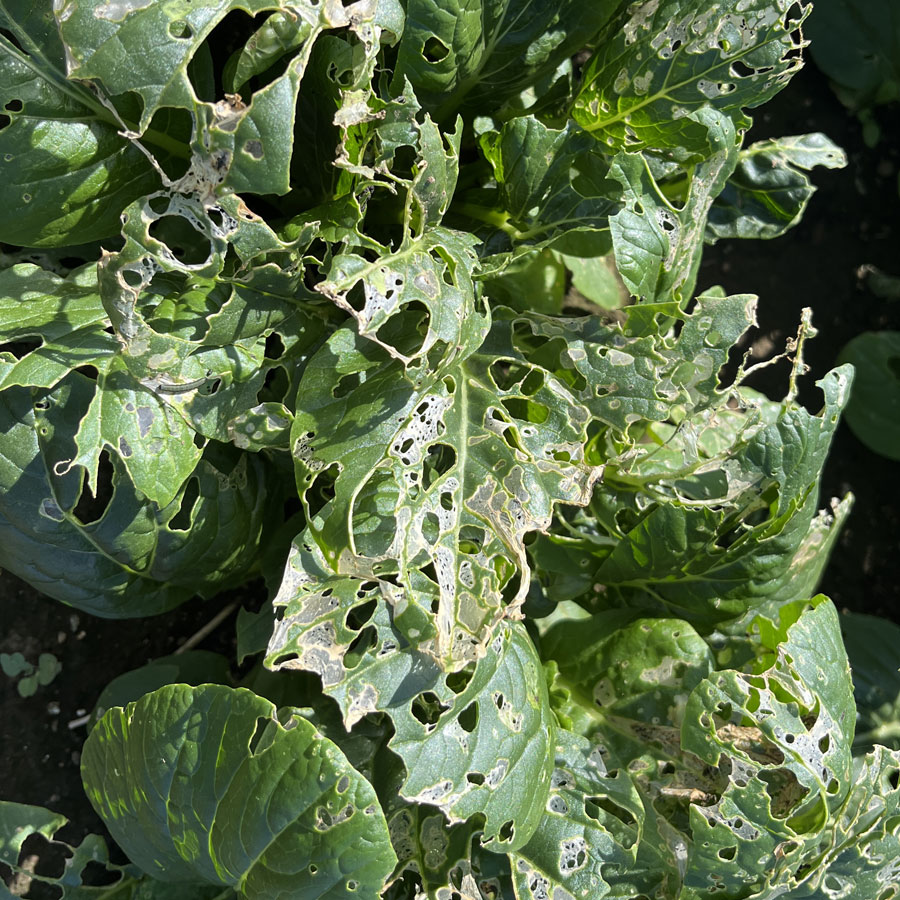 シロイチモジヨトウ　表皮1枚残した状態の食害痕が散見される