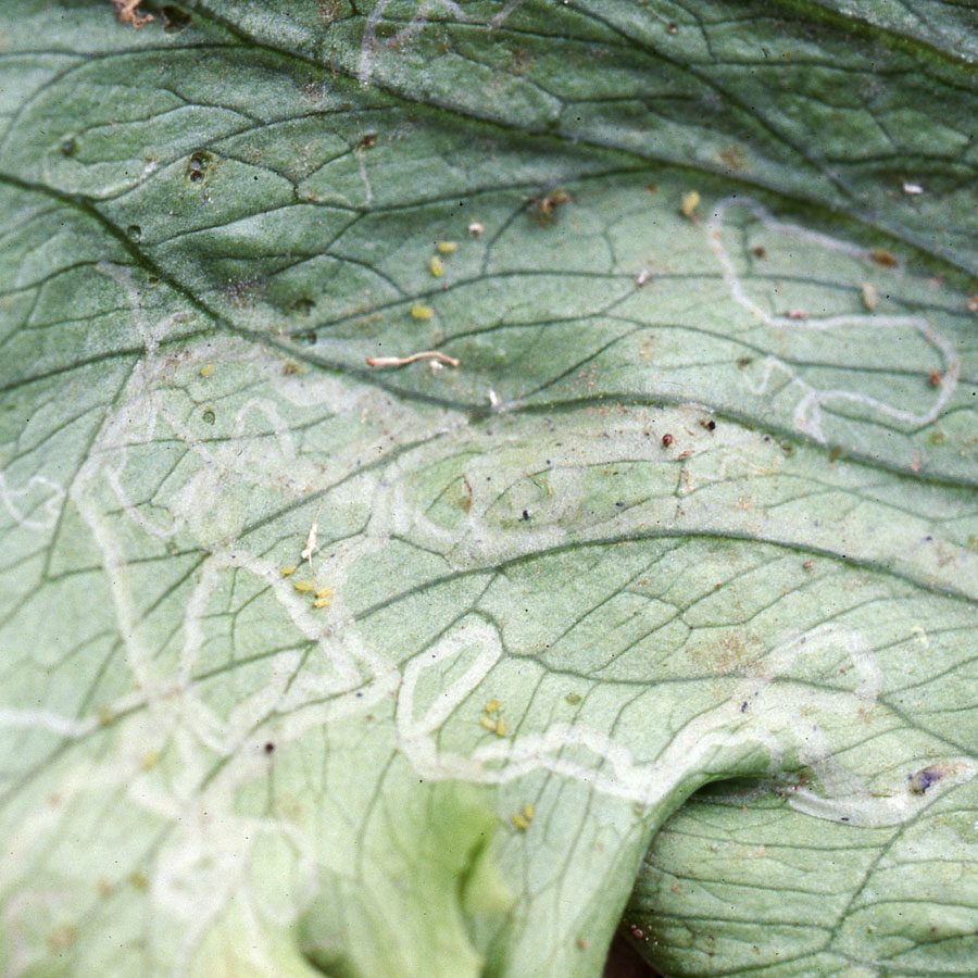 ハモグリバエ類　外葉に不規則に曲がった白い線が見られる