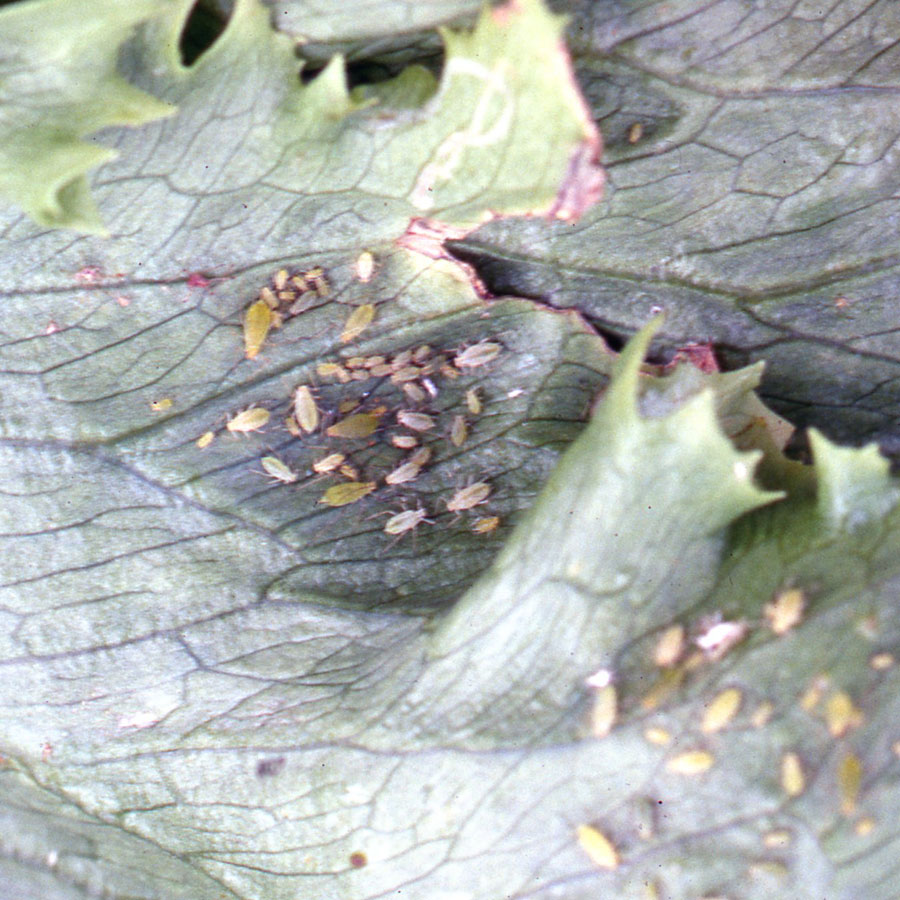 アブラムシ類（ヒゲナガ）　外葉の葉裏に小さな虫の集団が見られる