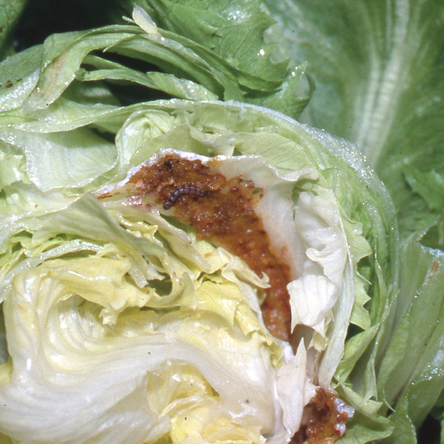 オオタバコガ　外観上は健全だが、結球内部が広く食害されている。幼虫がいる場合もある