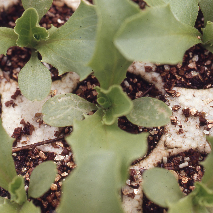 ハモグリバエ類　苗の双葉にポツポツと白い斑点があり、不規則に曲がる白い線がわずかに見られる