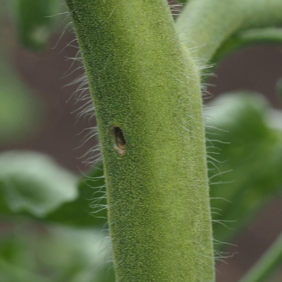 オオタバコガ　茎の途中に穴が開き、虫糞が見られる場合もある