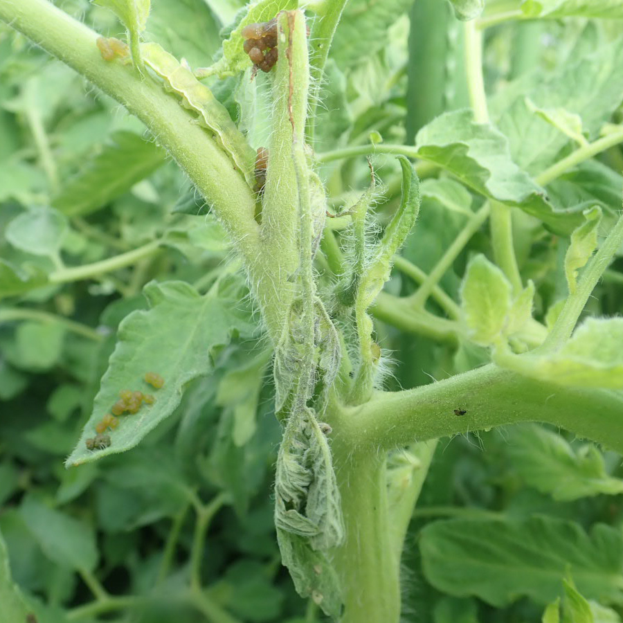 オオタバコガ　茎が途中から折れて、その先が萎れる