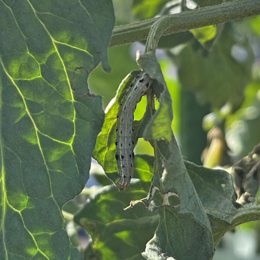 ハスモンヨトウ　葉に大きな穴が開き、幼虫が見られる