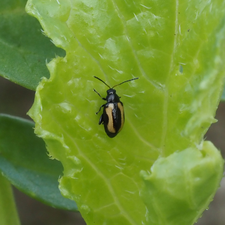 キスジノミハムシ　ダイコンの葉に黄色の筋が入った甲虫が見られる