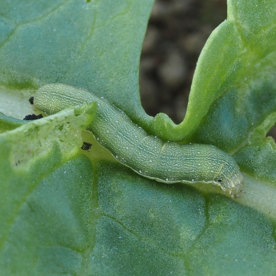 シロイチモジヨトウ　葉に食害跡が見られる