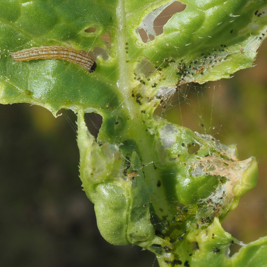 ハイマダラノメイガ　糸を張った食害跡が見られる