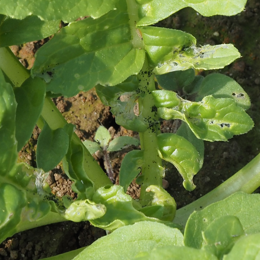 ハイマダラノメイガ　成長点付近に食害跡と虫糞が見られる
