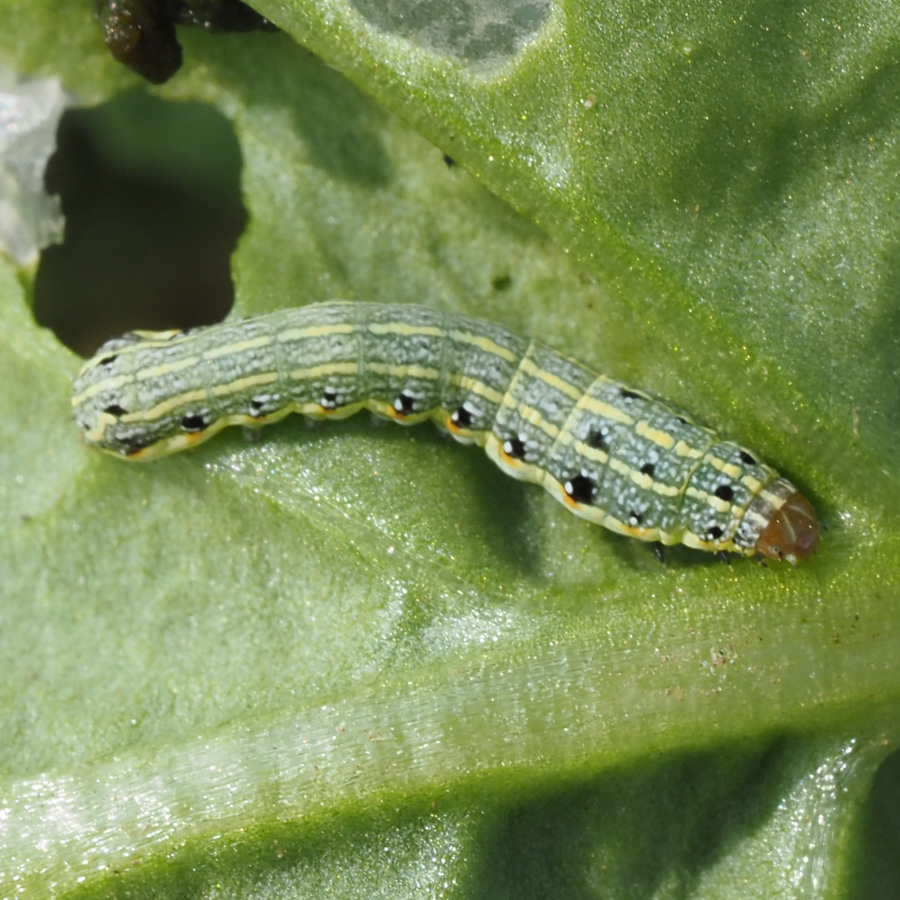 ハスモンヨトウ　背中に黒い斑紋を持つ幼虫が葉を食害している