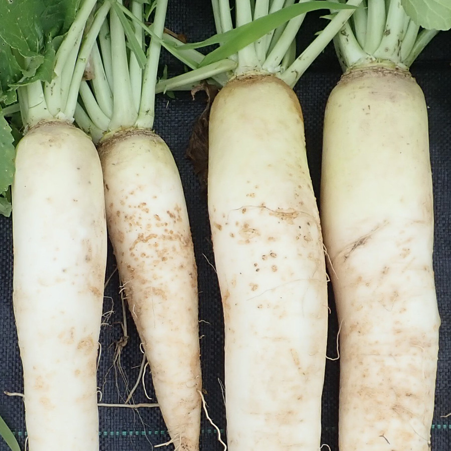 キスジノミハムシ　ダイコンを引き抜くと、地下部表面に浅い円形のへこみが観察される