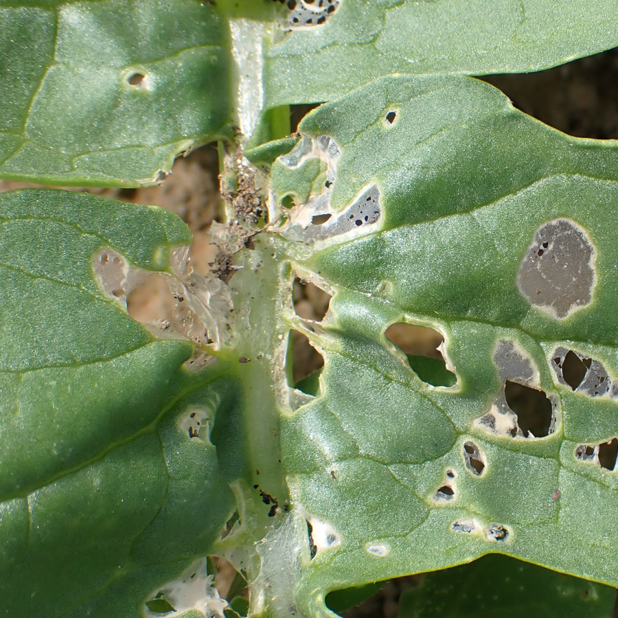 シロイチモジヨトウ　表皮1枚を残した葉への食害痕が見られる