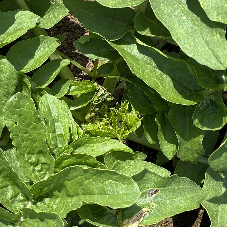 シロイチモジヨトウ　成長点付近が食害され、新葉が展開してこなくなっている