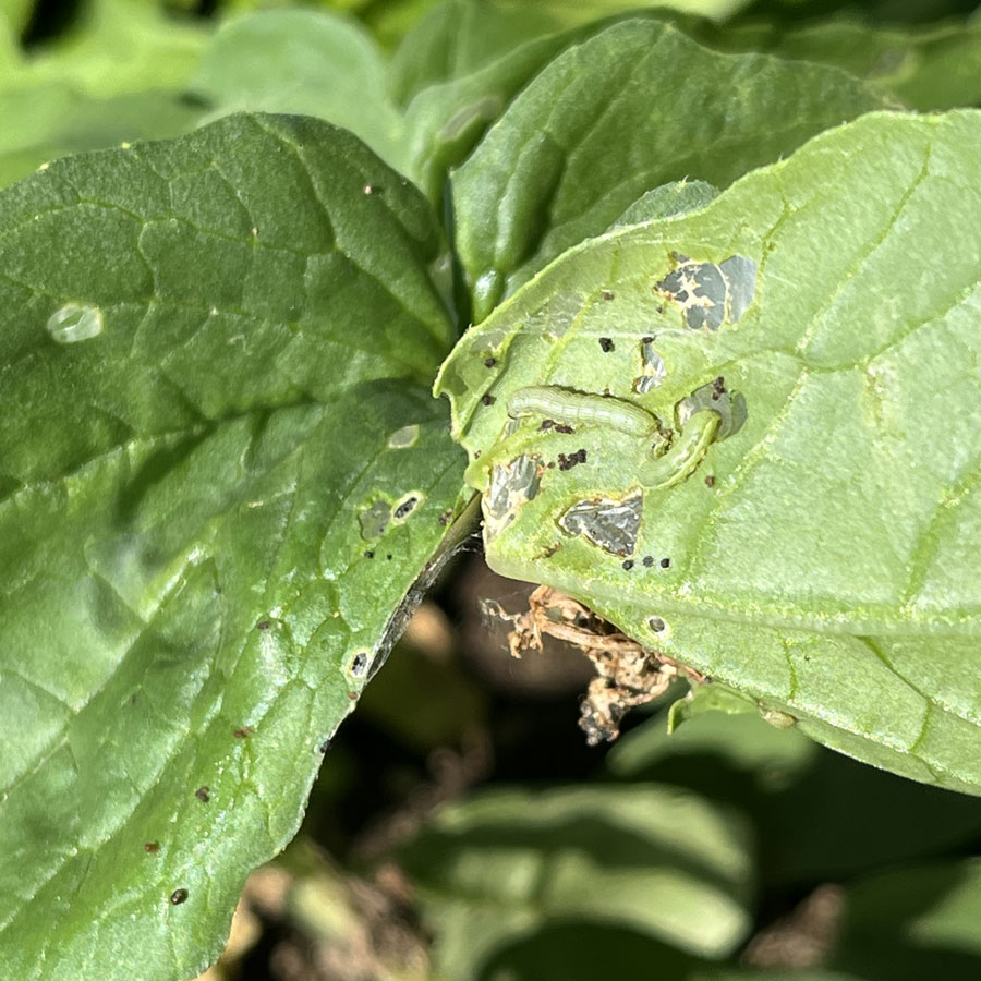 シロイチモジヨトウ　葉裏から表皮1枚残した状態で食害され、幼虫も観察される