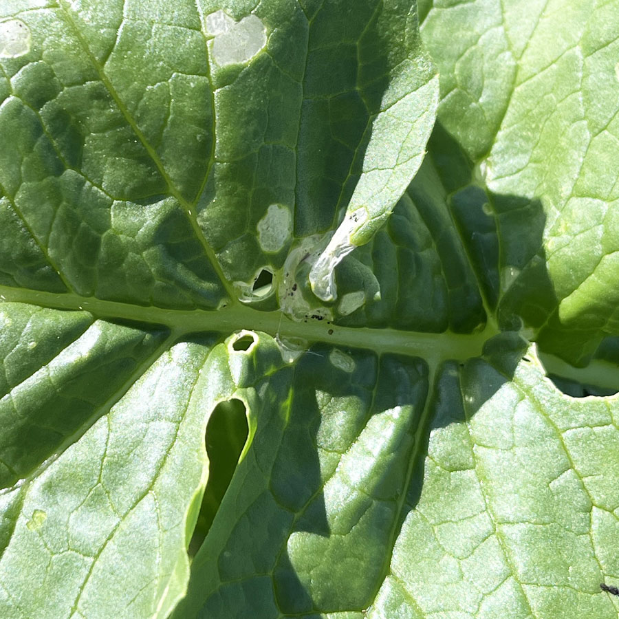 シロイチモジヨトウ　表皮1枚を残した葉への食害痕が見られる