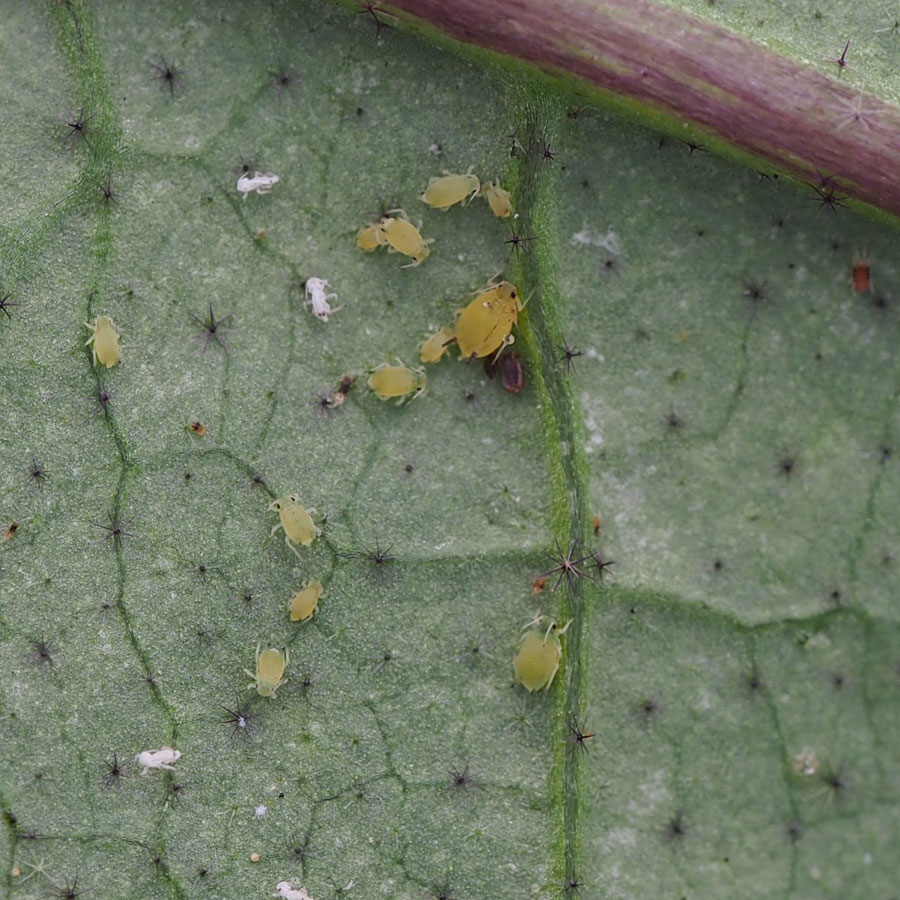 若虫＆成虫（ワタアブラムシ）