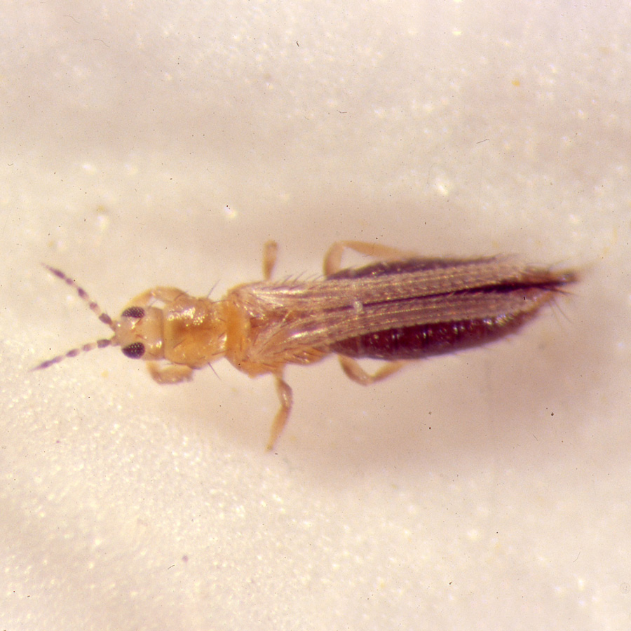 成虫（ミカンキイロアザミウマ・雌）